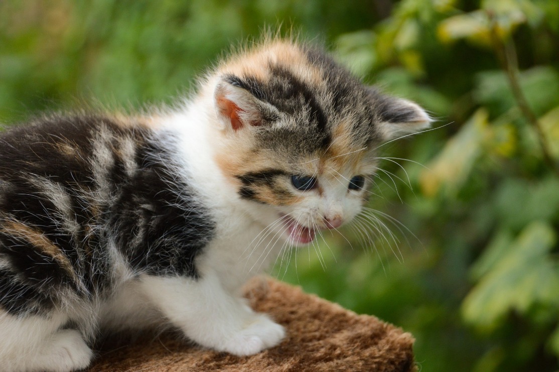 Il linguaggio del corpo del gatto: sai capire il tuo micio?