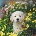 Allergia del cane e del gatto: la minaccia di pollini e parassiti in primavera