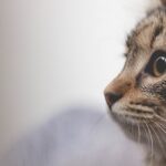 Il linguaggio del corpo del gatto: sai capire il tuo micio?
