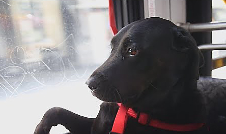 Aspetta l'autobus con il padrone e poi... l'avventura della cagnolina Eclipse ha fatto il giro del mondo!