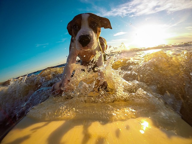 Al mare con Fido: proteggiamo il cane dai rischi e conosciamo più da vicino i cani eroi della SICS!