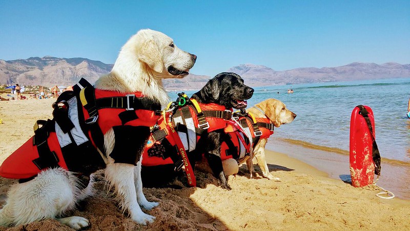 Al mare con Fido: proteggiamo il cane dai rischi e conosciamo più da vicino i cani eroi della SICS!