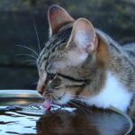 I gatti odiano davvero l’acqua? Tutto quello che c’è da sapere su questo ambiguo rapporto!