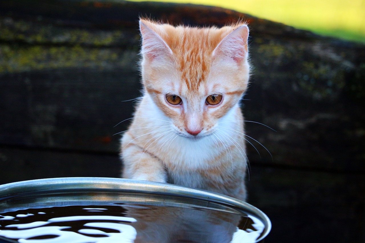 I gatti odiano davvero l’acqua? Tutto quello che c’è da sapere su questo ambiguo rapporto!