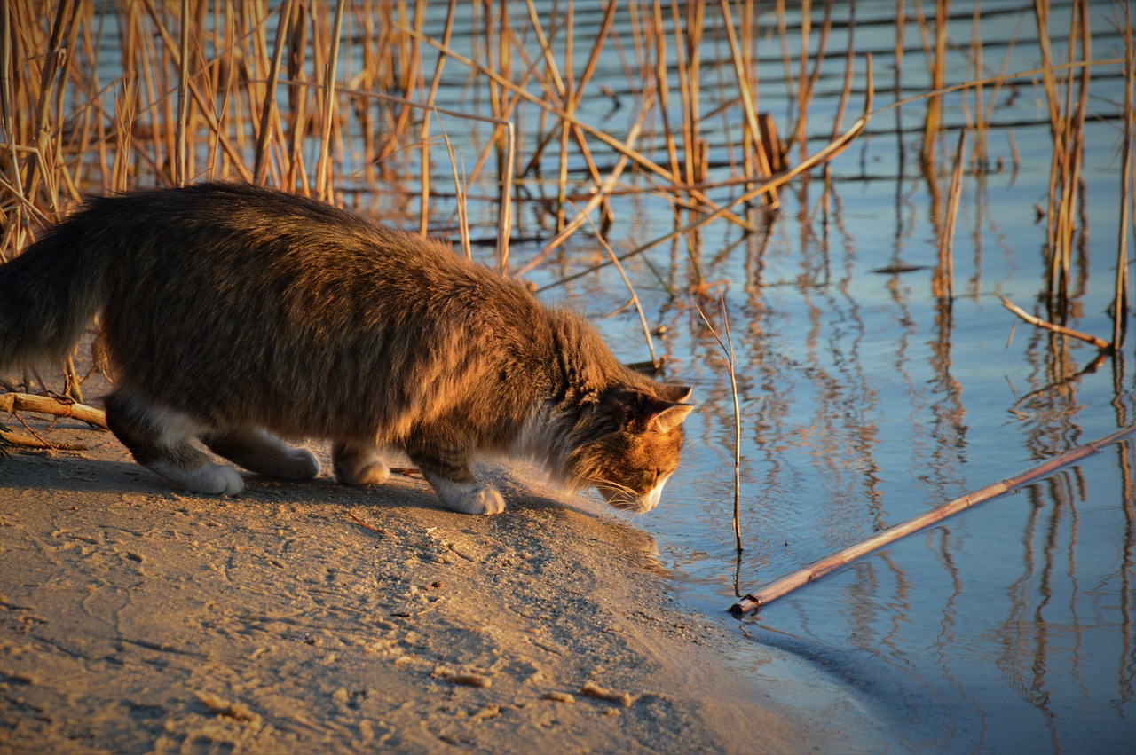 I gatti odiano davvero l’acqua Tutto quello che c’è da sapere su questo ambiguo rapporto!