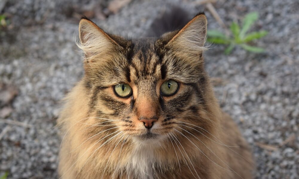 Ti presento una razza: il gatto Norvegese delle Foreste