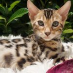 Ti presento una razza: il gatto Bengala, un adorabile leopardo in miniatura!