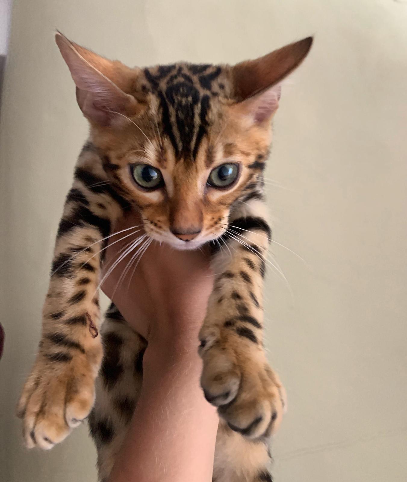 Ti presento una razza: il gatto Bengala, un adorabile leopardo in miniatura!
