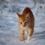 Arriva il freddo! Come proteggere cane e gatto dagli acciacchi invernali?
