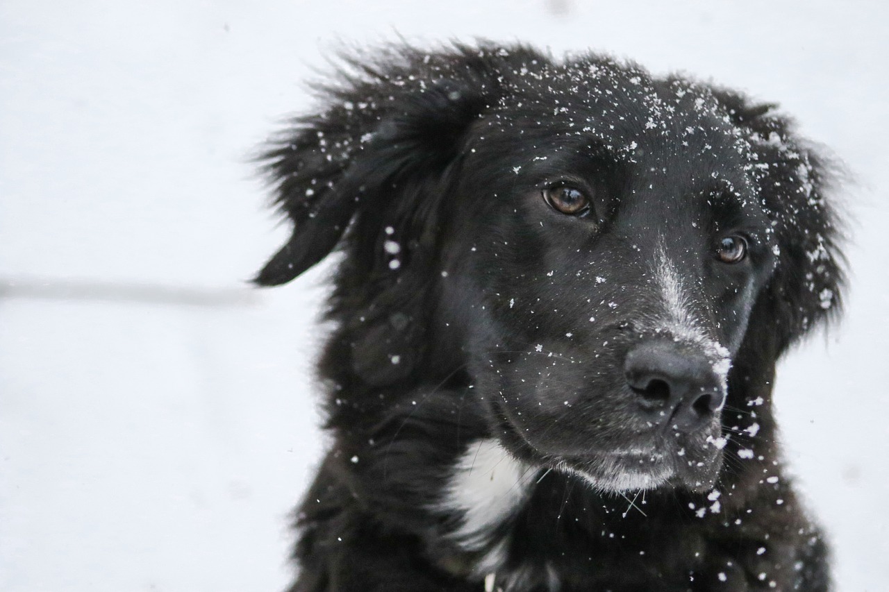 Arriva il freddo! Come proteggere cane e gatto dagli acciacchi invernali?