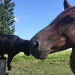 Due cuori e una fattoria: il cavallo Champy e il gatto Morris sono due amici inseparabili!
