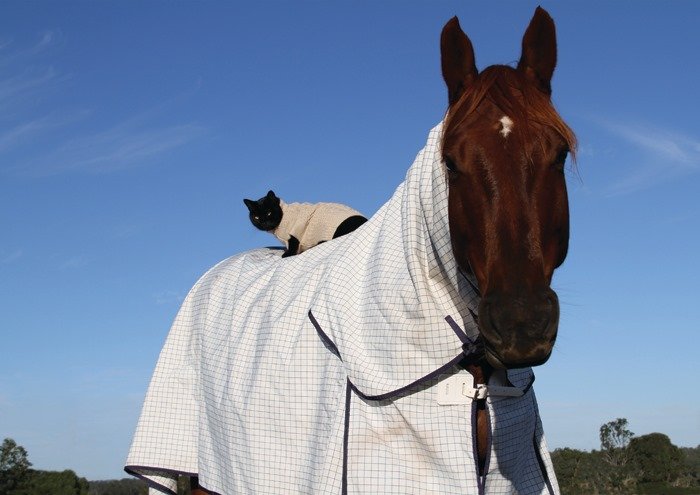 Due cuori e una fattoria: il cavallo Champy e il gatto Morris sono due amici inseparabili!