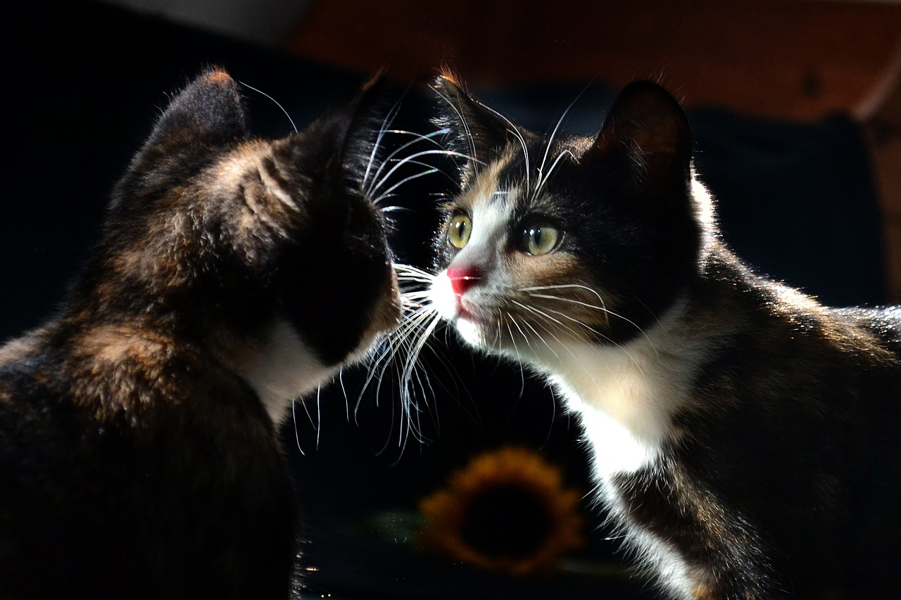 Che strani i mici! 5 divertenti curiosità sui gatti