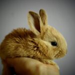 La vita con un coniglio: come badare a lui in 5 consigli