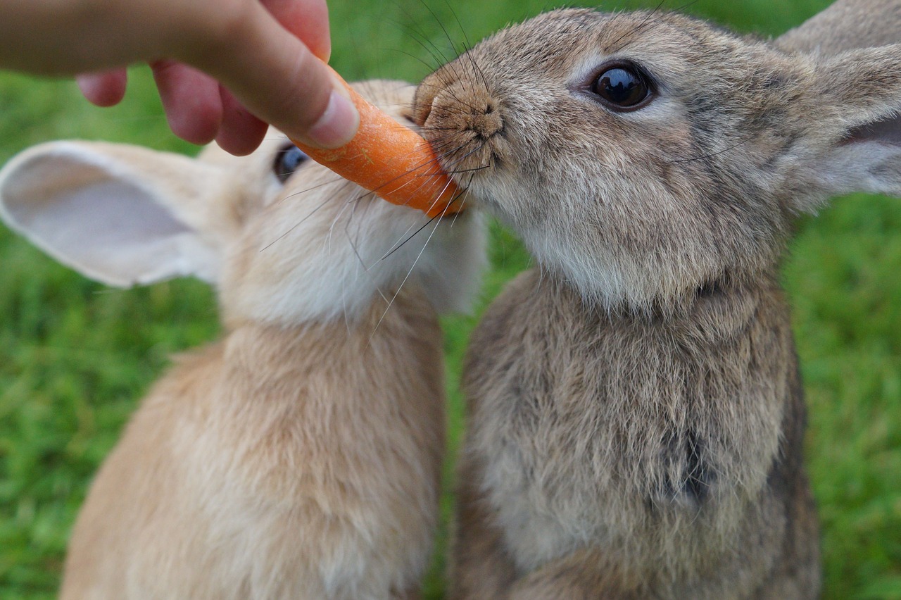 La vita con un coniglio: come badare a lui in 5 consigli