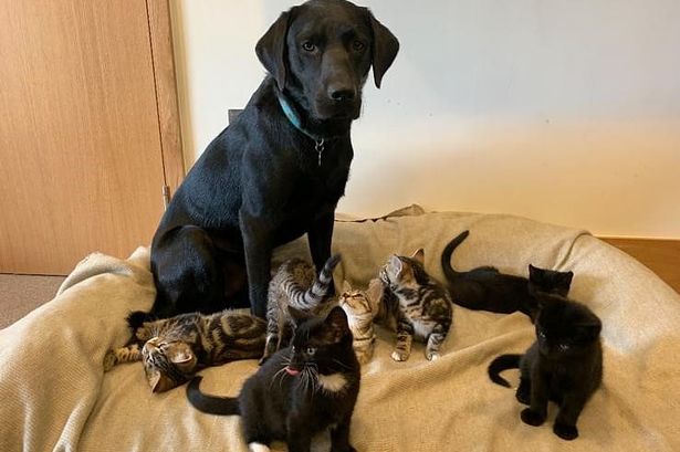 Bertie, il cane che ha adottato 7 gattini