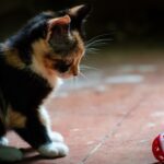 Giocare con il gatto: consigli per farlo nel modo corretto