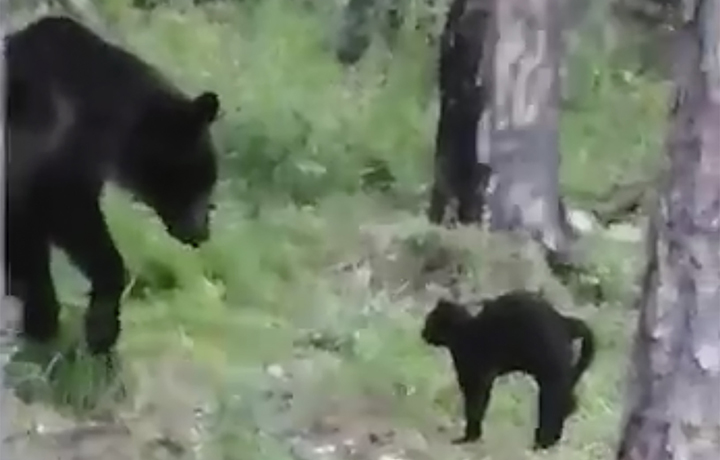 Mette in fuga un orso per proteggere il padrone: l’impavido gatto ha fatto il giro del web!