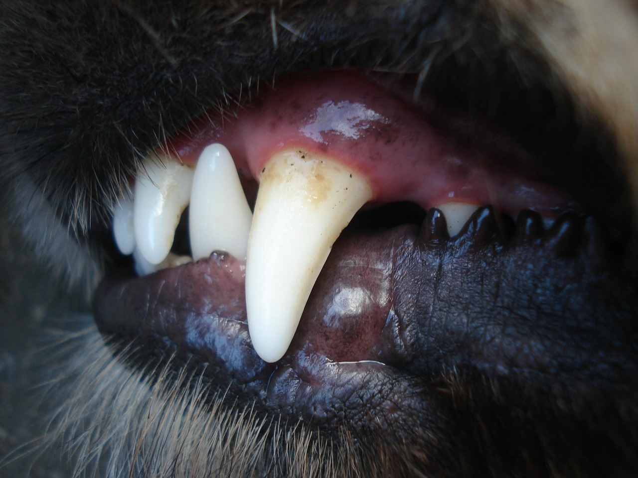 Mese della prevenzione dentale: come pulire i denti di cane e gatto?