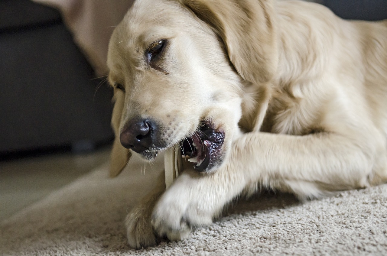 Come togliere il tartaro dai denti del cane - Consigli e prevenzione