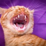 Mese della prevenzione dentale: come pulire i denti di cane e gatto?