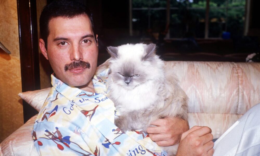 Freddie Mercury e il suo profondo amore per i gatti