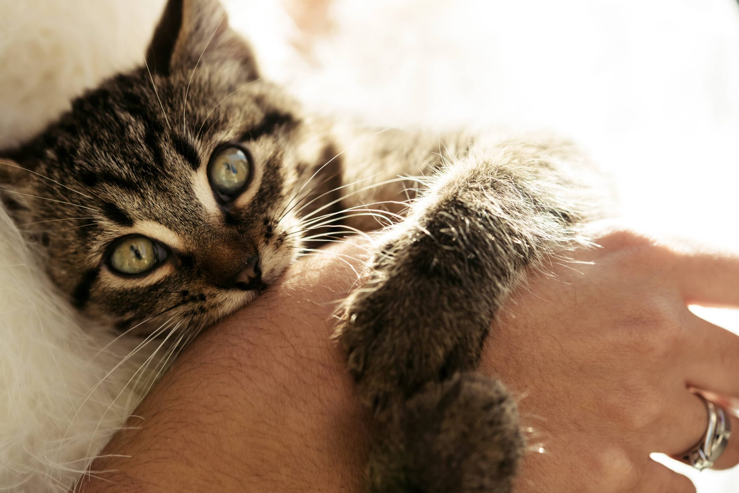 Perché il gatto morde? 5 cose che ci comunica quando lo fa - Giulius Pet  Magazine
