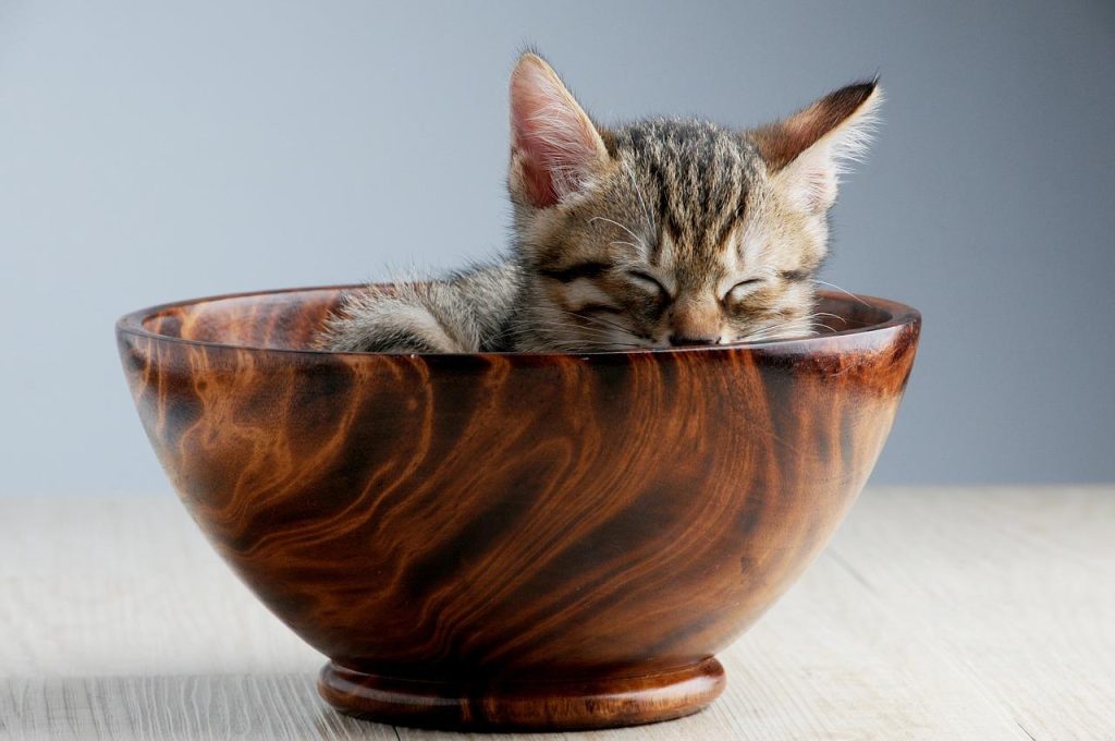 Dove Far Dormire Il Gatto: I Luoghi Adatti
