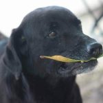 il-simpatico-cane-che-usa-le-foglie-per-comprare-biscotti