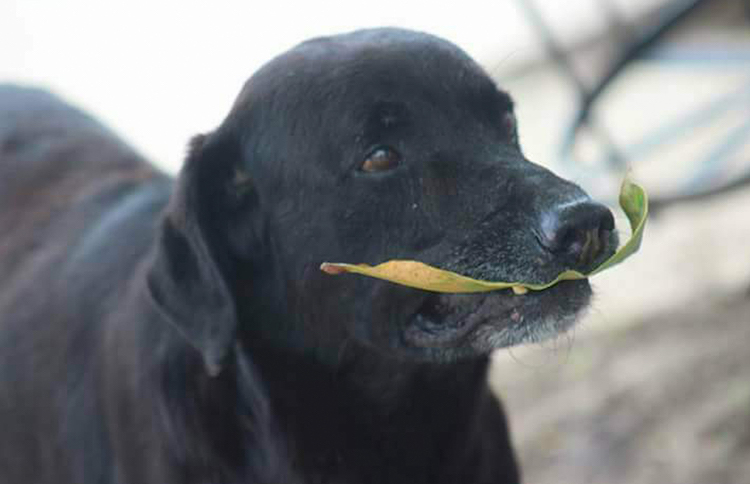 il-simpatico-cane-che-usa-le-foglie-per-comprare-biscotti