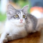 5-consigli-casa-a-prova-di-gatto