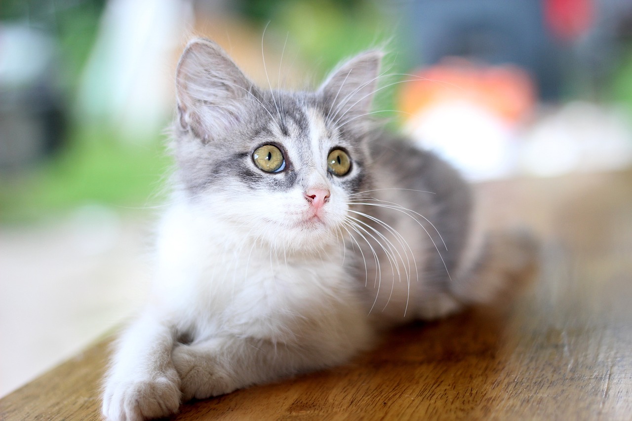 Casa a Prova di Gatto: Come Organizzarla