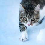 5-pericoli-invernali-per-cane-e-gatto