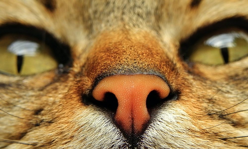 5-cose-da-sapere-sul-naso-di-cane-e-gatto