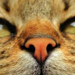 5-cose-da-sapere-sul-naso-di-cane-e-gatto