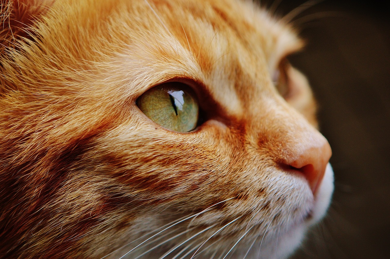Convivenza con un gatto: 5 errori da evitare