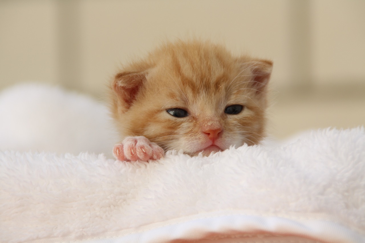 Nuovo cucciolo in casa? Ecco come accoglierlo al meglio!