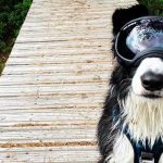 gus-cane-quasi-cieco-usa-occhiali-per-cani
