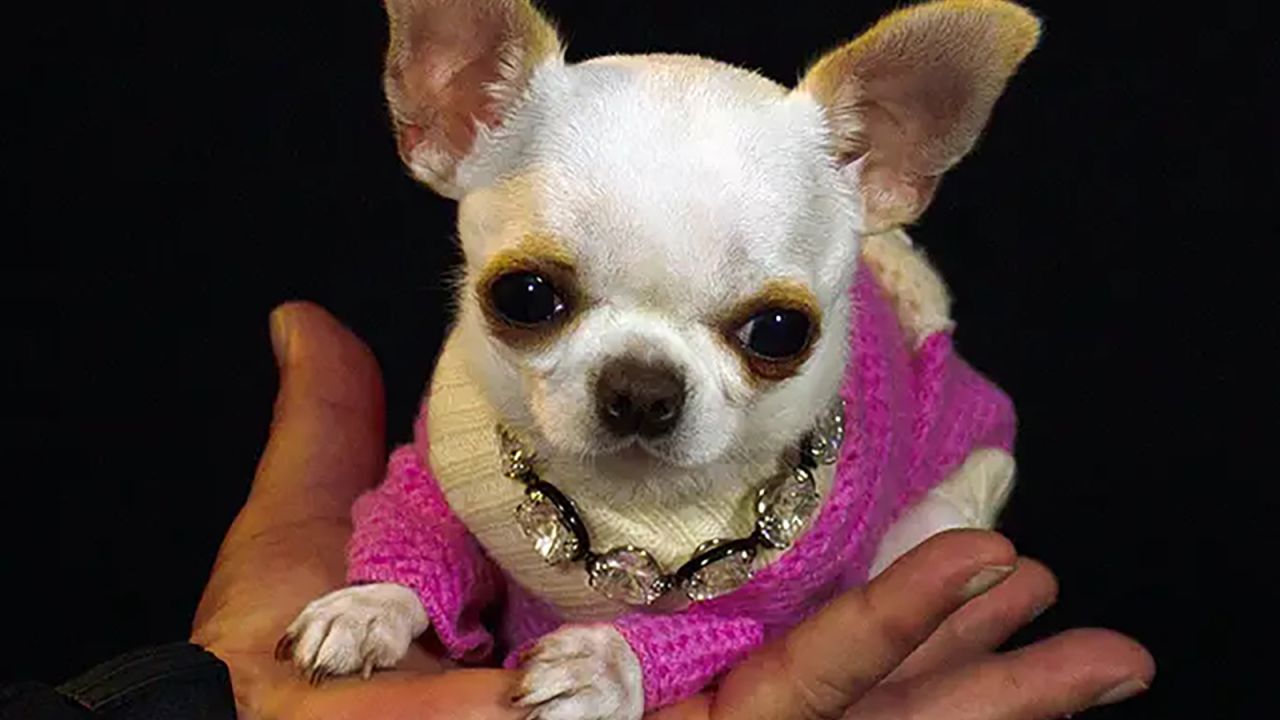 Il cane più piccolo del mondo? Si chiama Pearl ed è un Chihuahua… minuscolo!