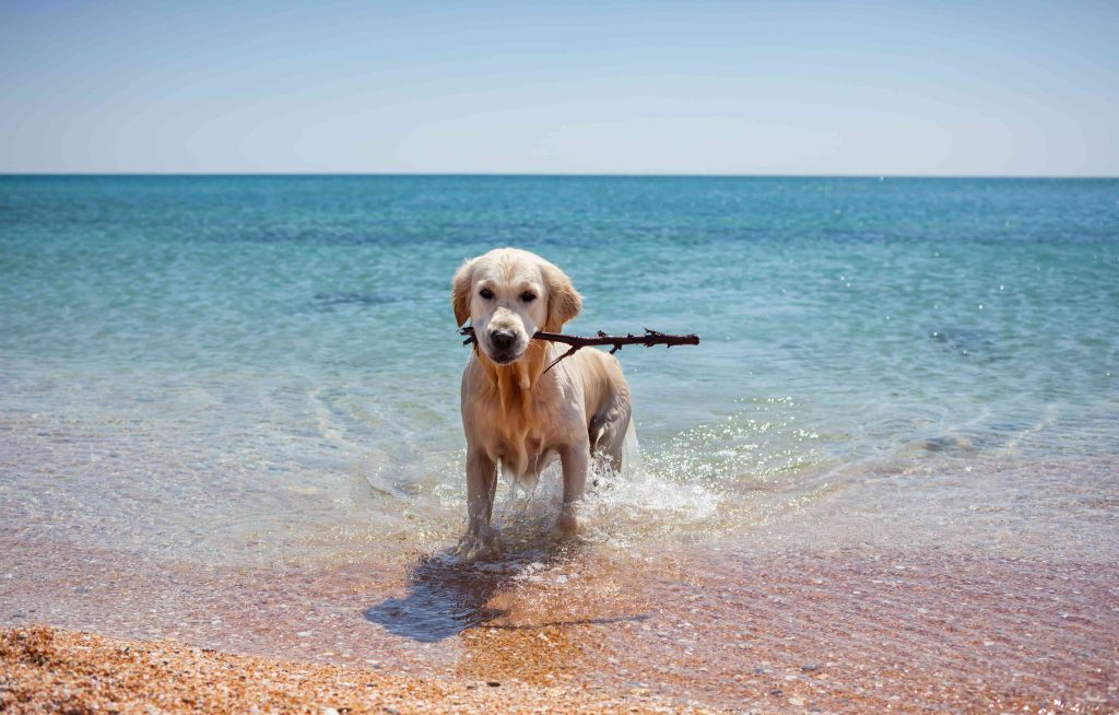 Cane che gioca al mare