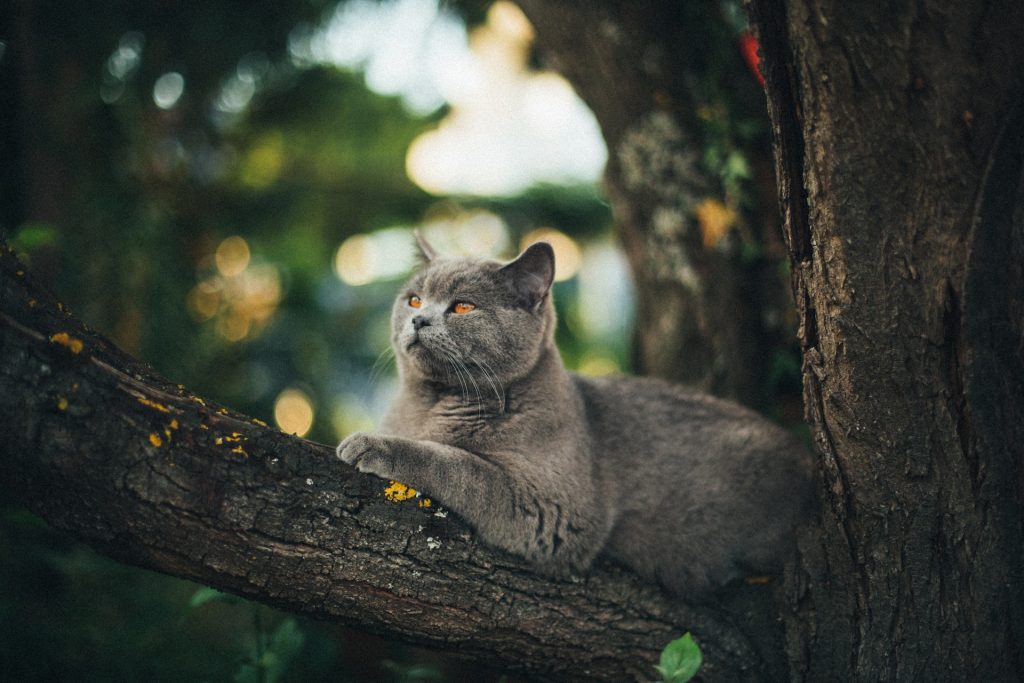 Gatto sul ramo di un albero