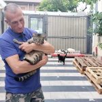 meccanico-crea-rifugio-per-gatti-nella-sua-officina