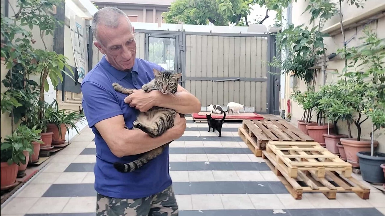 Un meccanico crea un rifugio per gatti nella sua officina