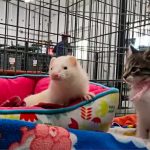 gatto e furetto amici al rifugio per animali
