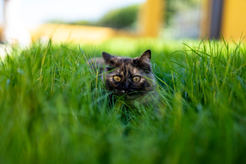 Perché i gatti portano a casa le prede (e ce le lasciano sullo zerbino) -  Natural Line
