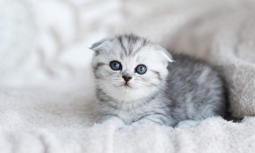 Gattino grigio cucciolo