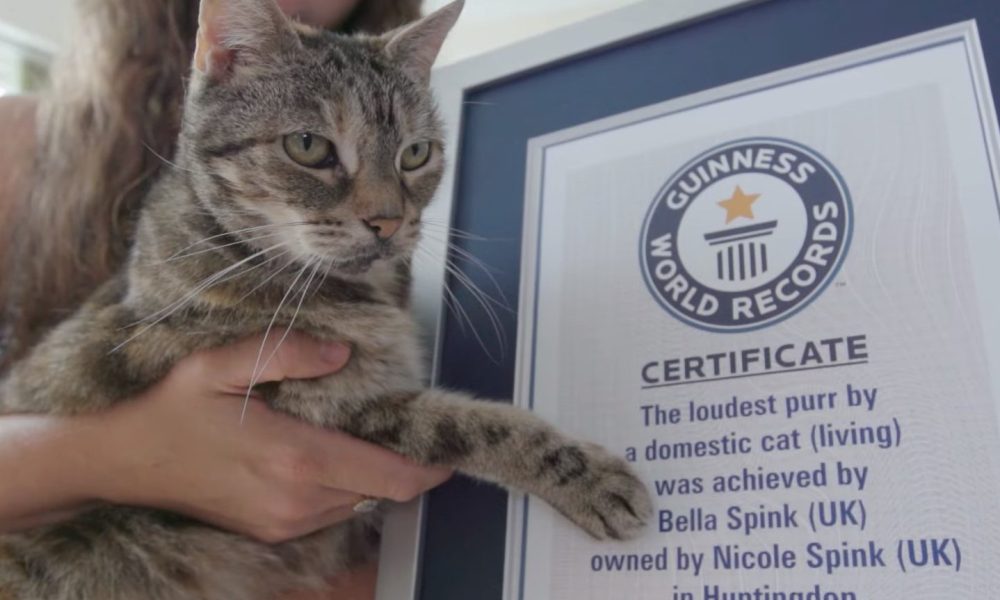 Gattina Guinness World Record