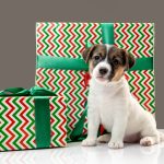 Cane vicino a pacchetti regalo