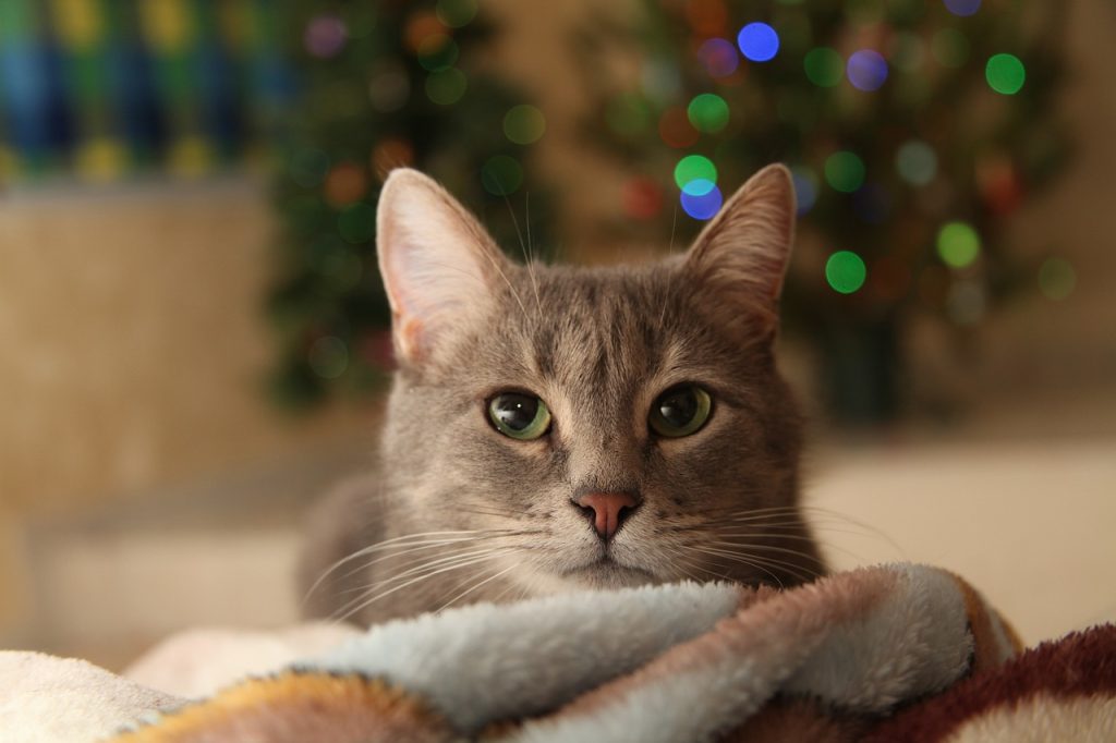 Gatto su una coperta a Natale