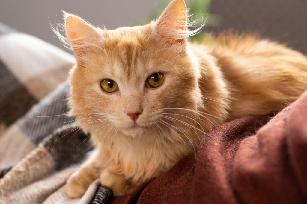 Gatto rosso su una coperta